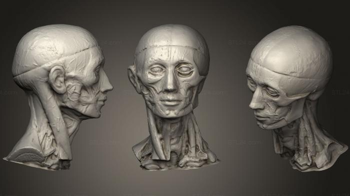 Анатомия скелеты и черепа (Экорше, ANTM_0415) 3D модель для ЧПУ станка